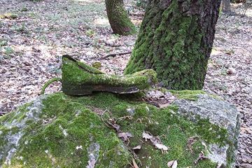 Baum und vermooster Schuh
